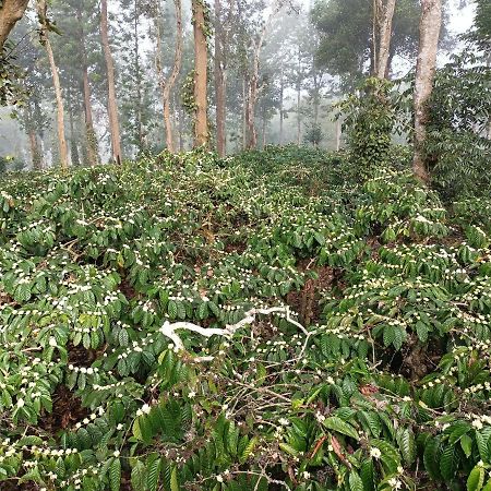 Coorg Kolamotte Hotell Gonikoppal Exteriör bild