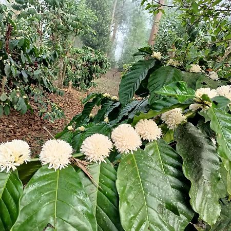 Coorg Kolamotte Hotell Gonikoppal Exteriör bild