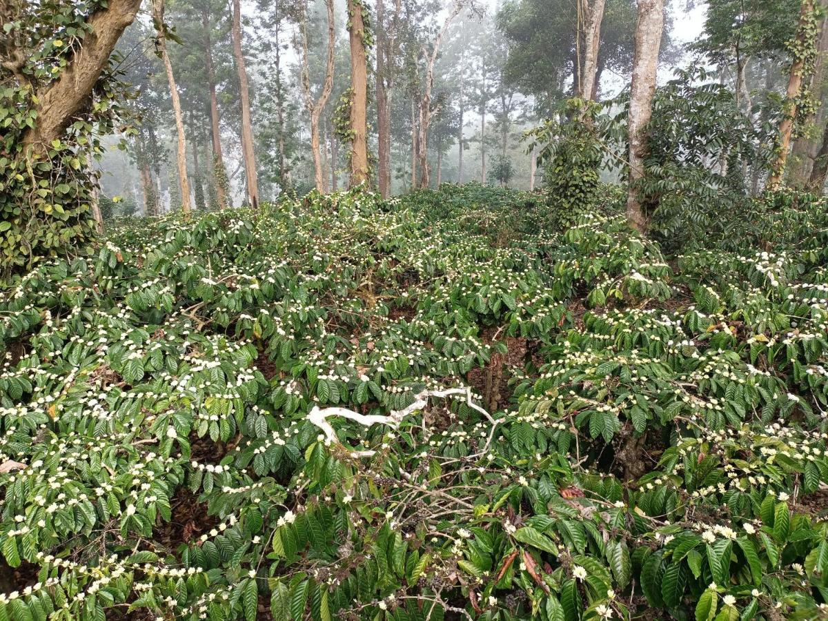 Coorg Kolamotte Hotell Gonikoppal Exteriör bild