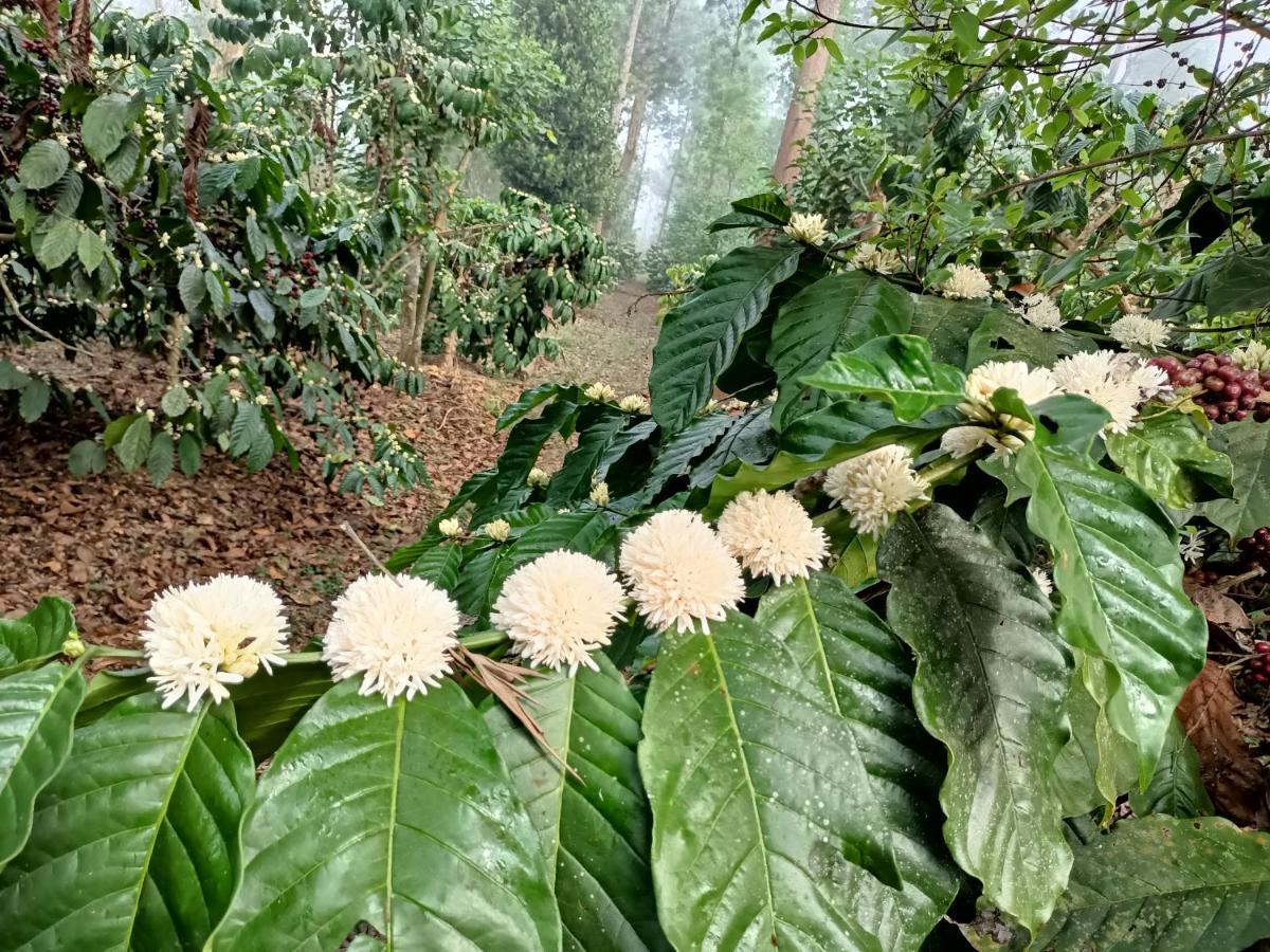 Coorg Kolamotte Hotell Gonikoppal Exteriör bild