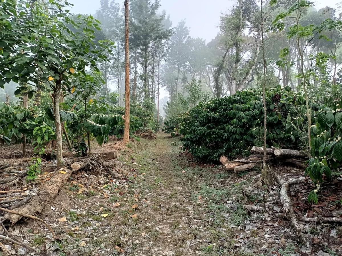 Coorg Kolamotte Hotell Gonikoppal Exteriör bild