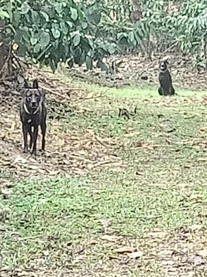 Coorg Kolamotte Hotell Gonikoppal Exteriör bild