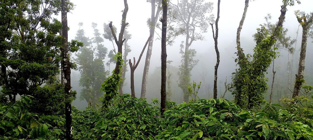 Coorg Kolamotte Hotell Gonikoppal Exteriör bild