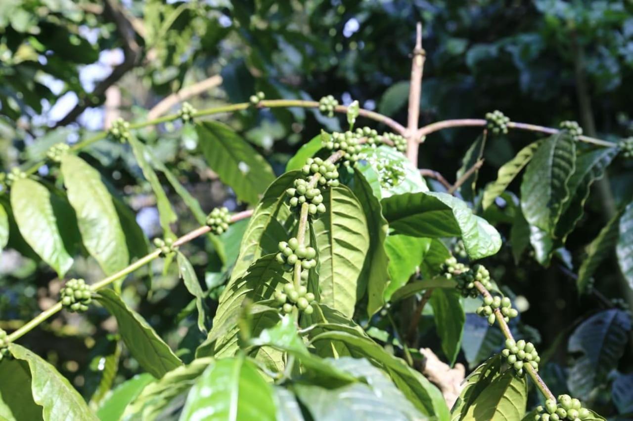 Coorg Kolamotte Hotell Gonikoppal Exteriör bild